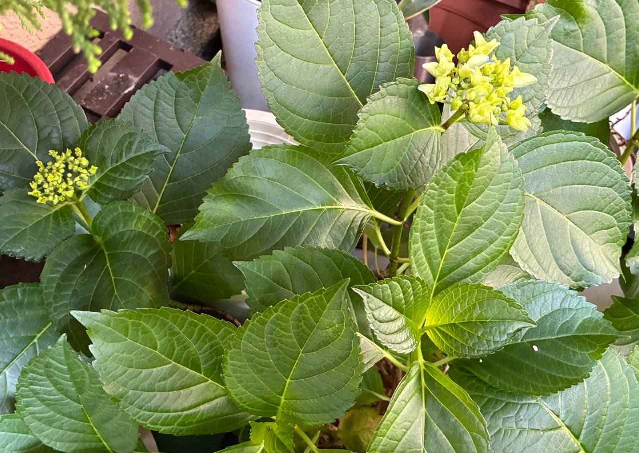 紫陽花